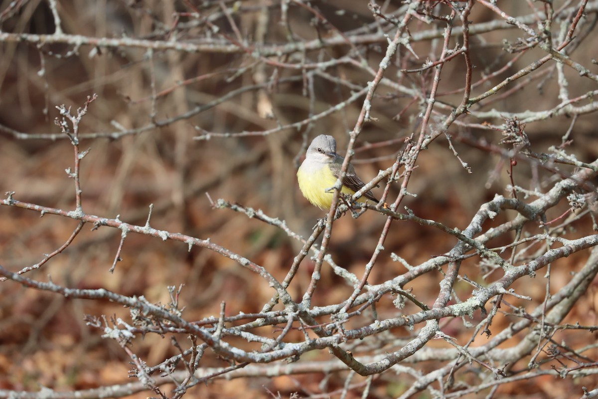 Western Kingbird - ML646880812