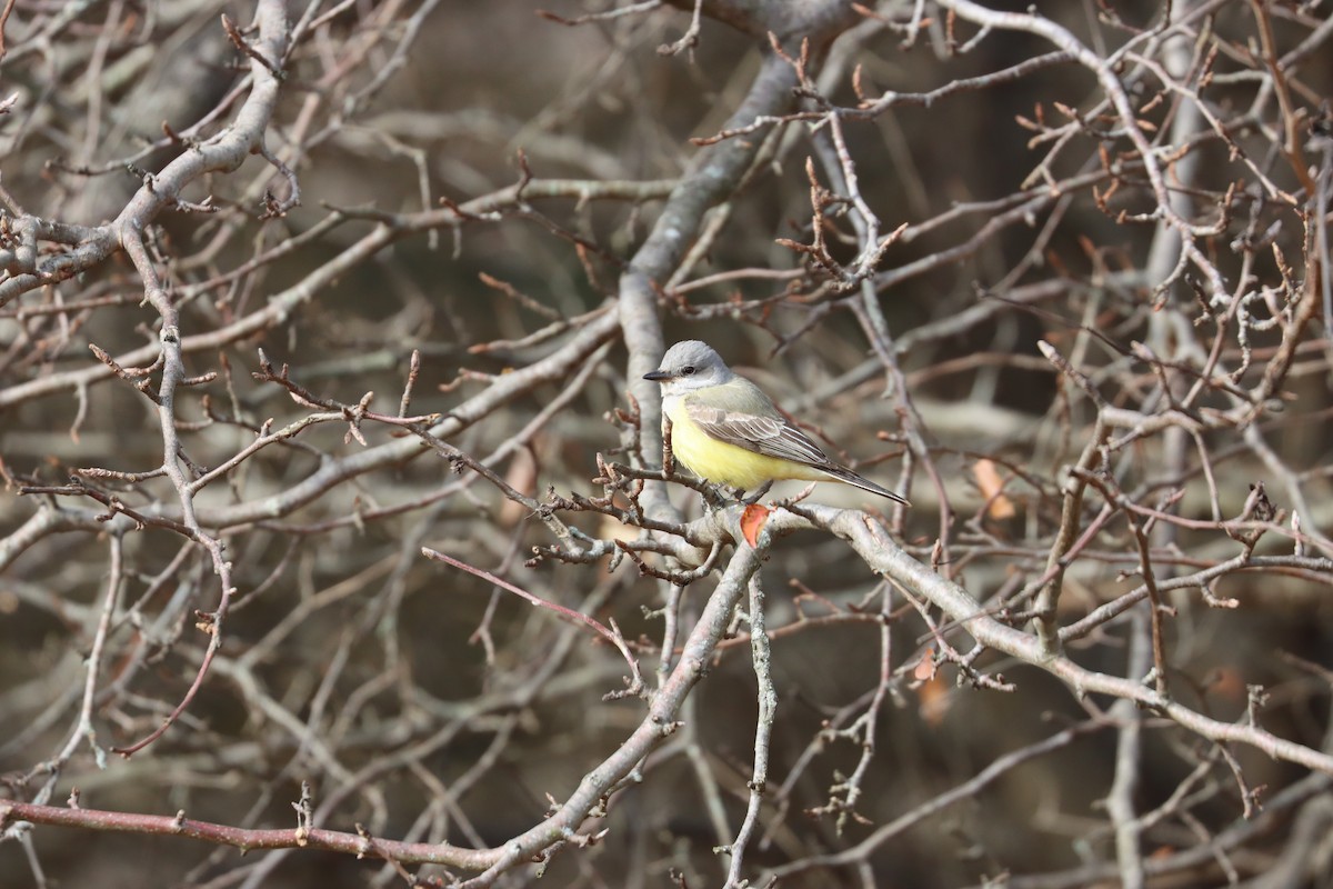 Western Kingbird - ML646880813