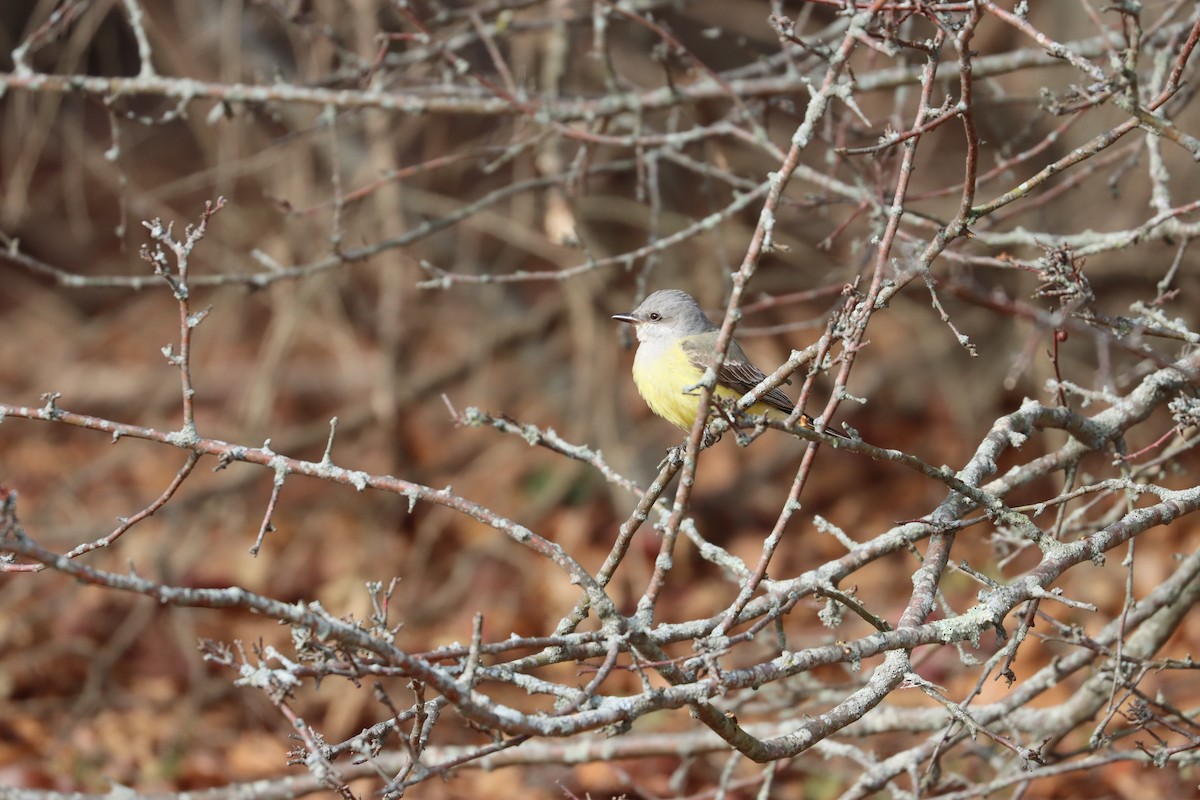 Western Kingbird - ML646880814