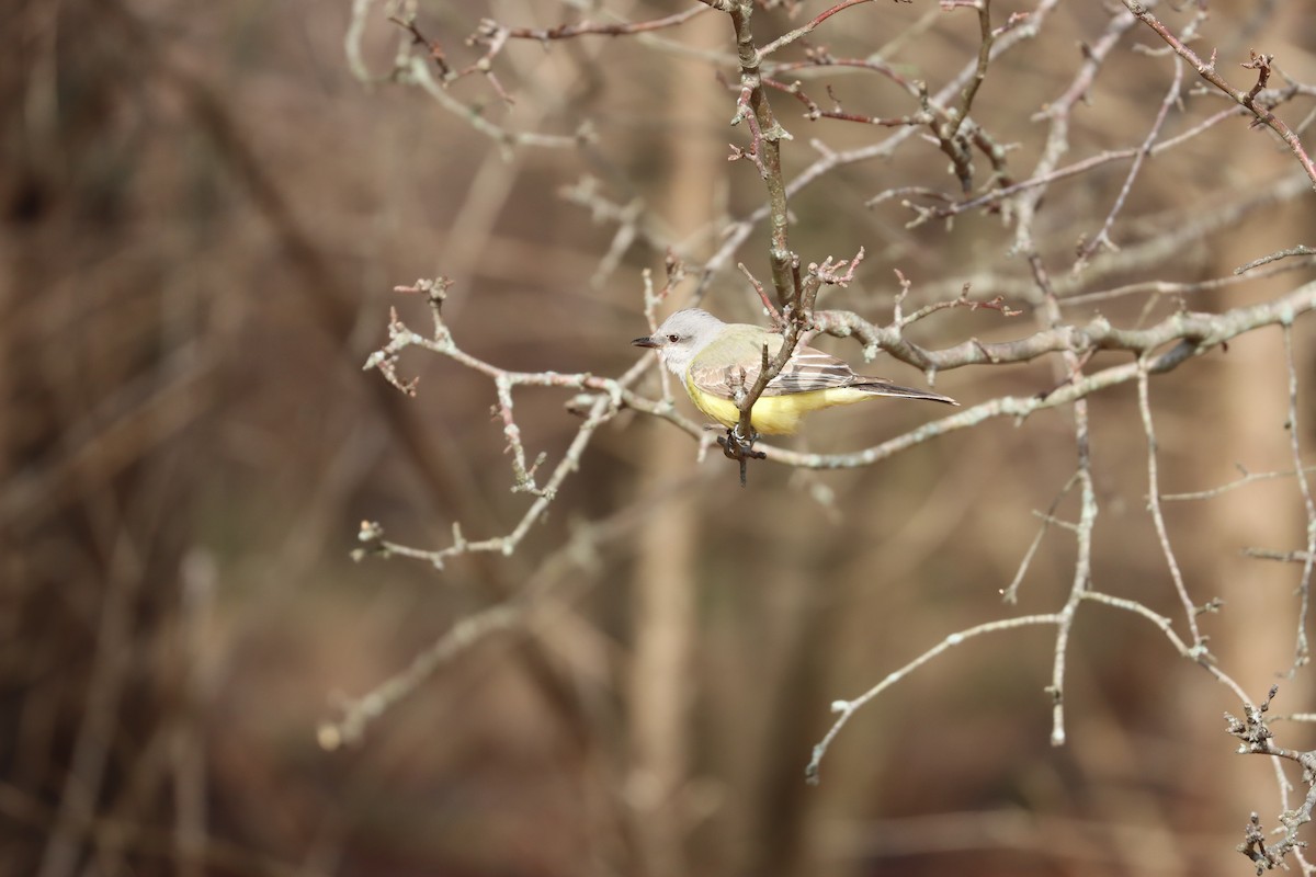 Western Kingbird - ML646880815