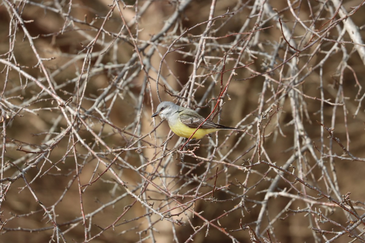 Western Kingbird - ML646880817