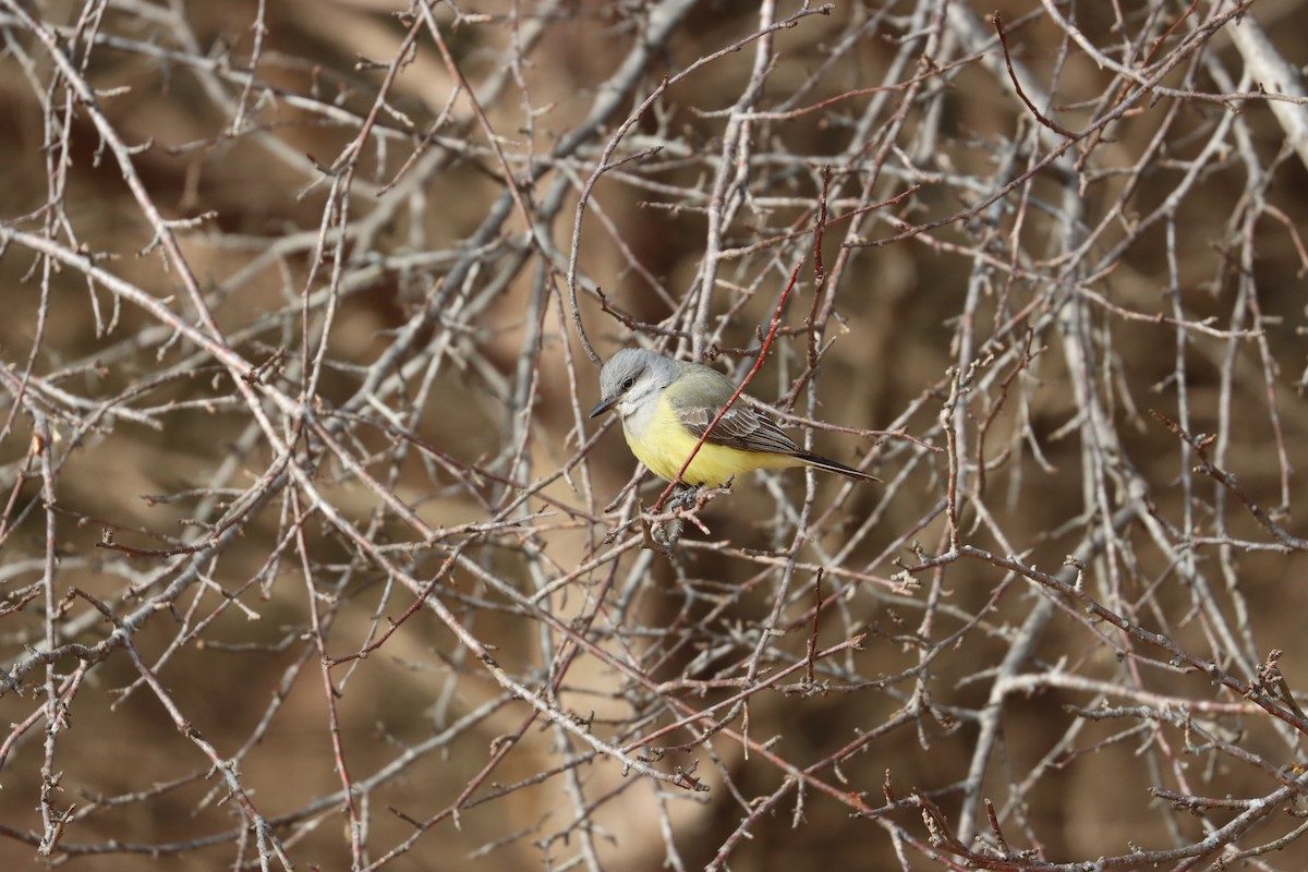 Western Kingbird - ML646880818