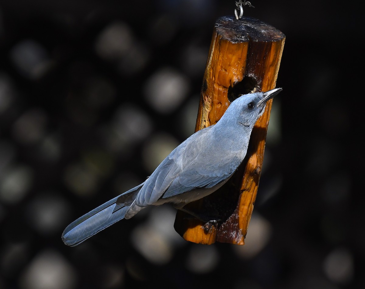Mexican Jay (Arizona) - ML646880824