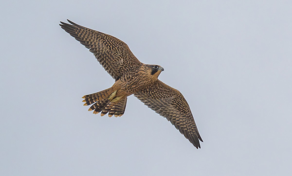 Peregrine Falcon - ML646880825