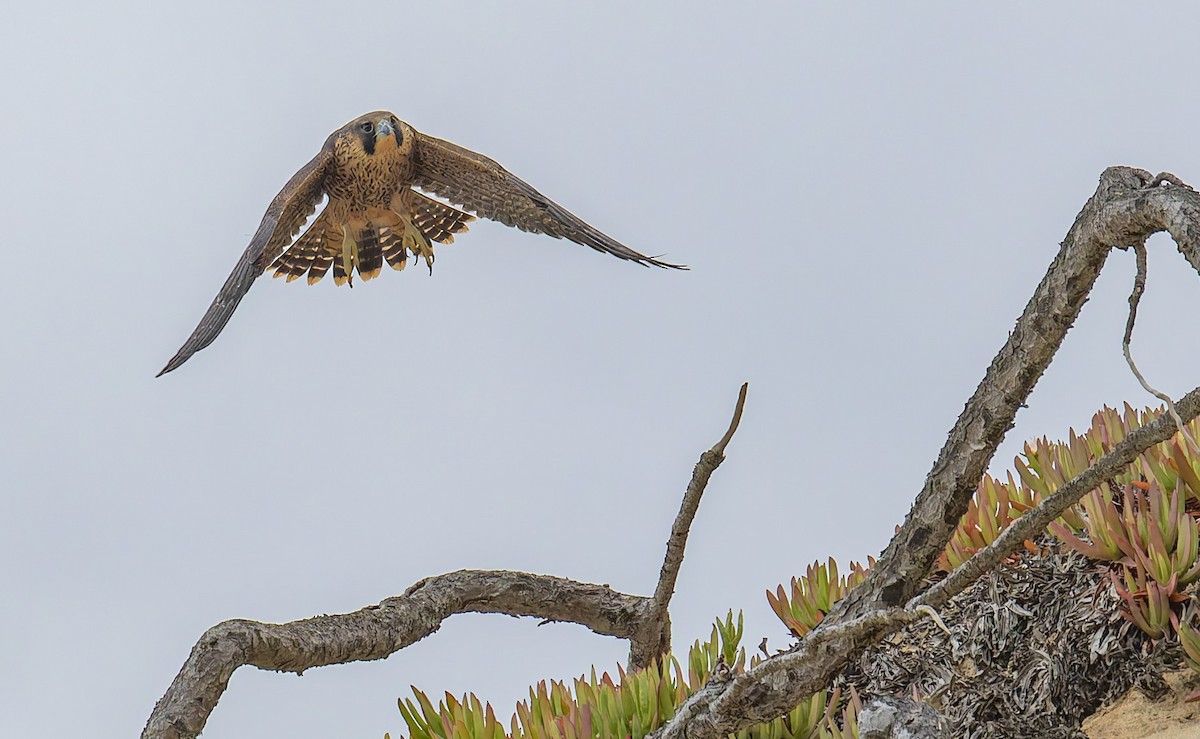 Peregrine Falcon - ML646880826