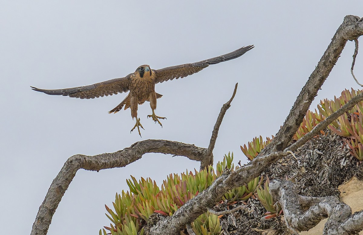 Peregrine Falcon - ML646880827