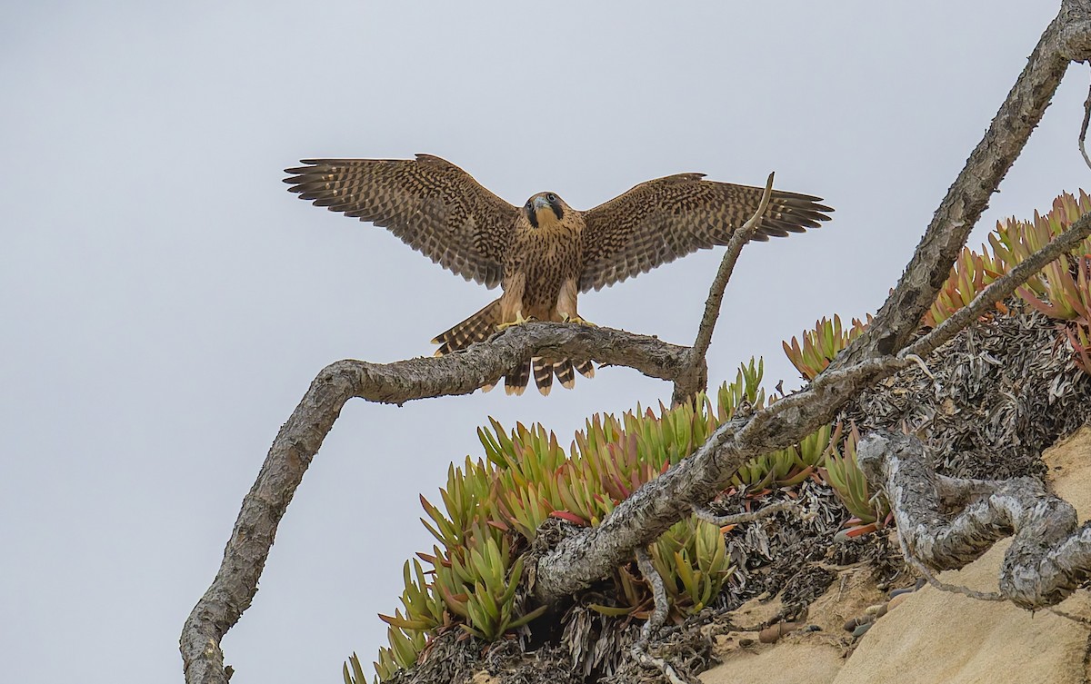 Peregrine Falcon - ML646880828