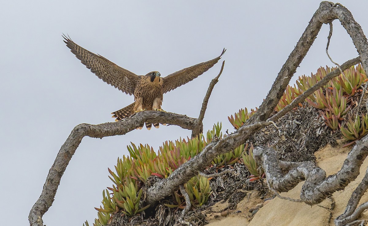 Peregrine Falcon - ML646880829