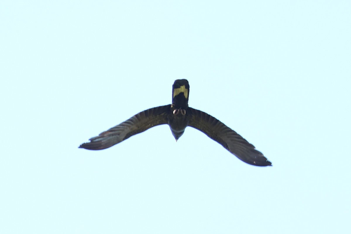 Желтохвостый траурный какаду - ML646880831