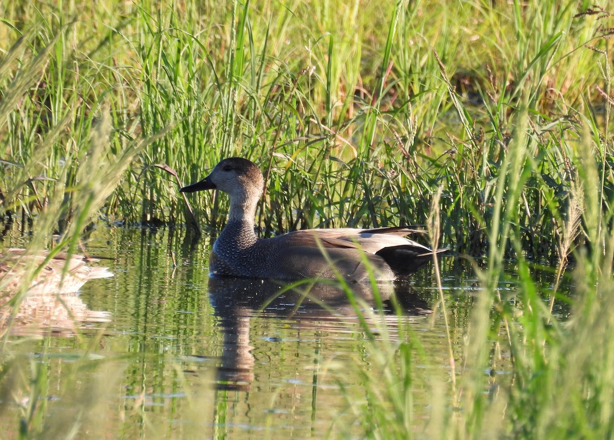Серая утка - ML646880832