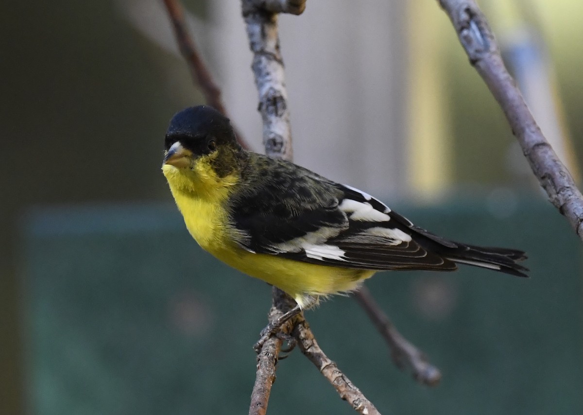 Lesser Goldfinch - ML646880833