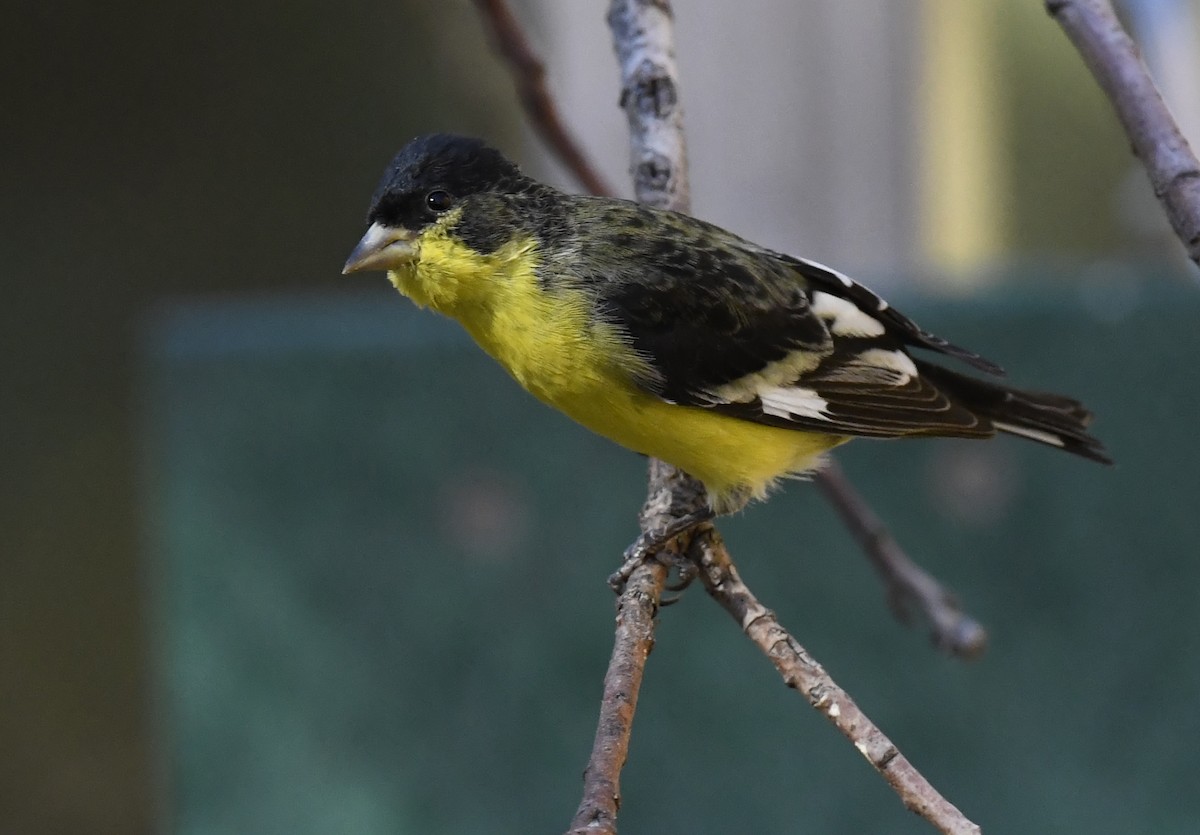 Lesser Goldfinch - ML646880834