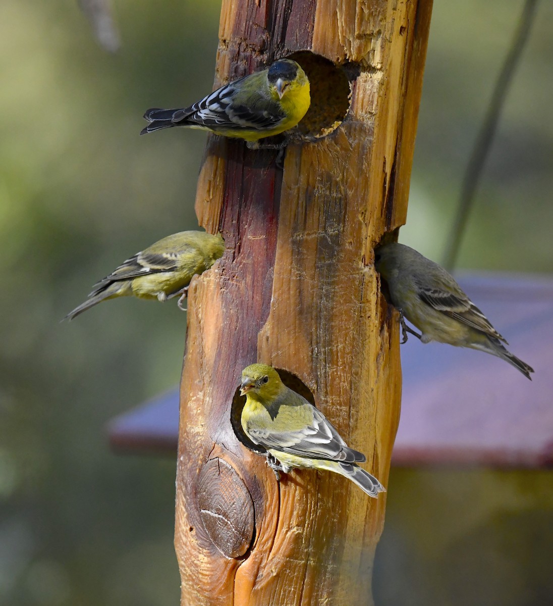 Lesser Goldfinch - ML646880841