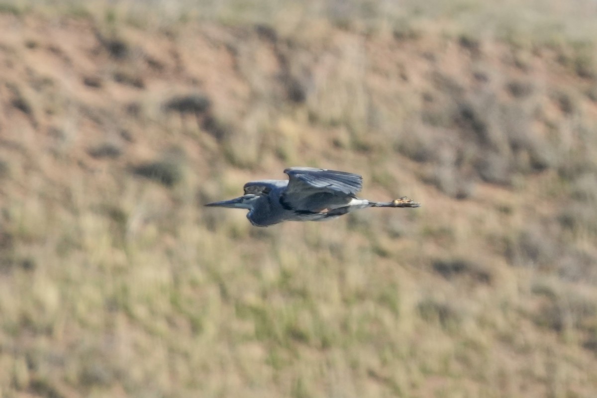 Great Blue Heron - ML646880842