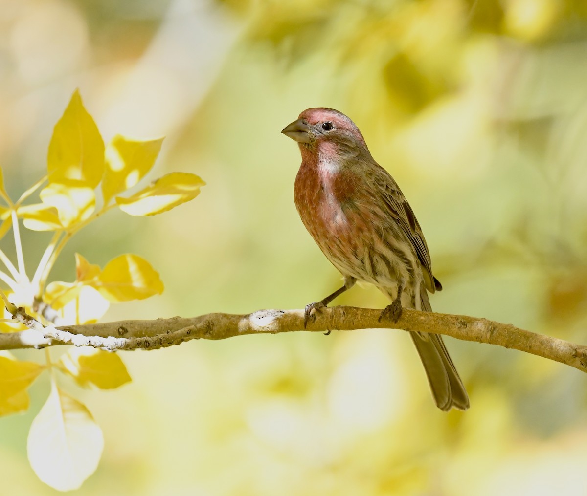 Burugorri arrunta - ML646880844