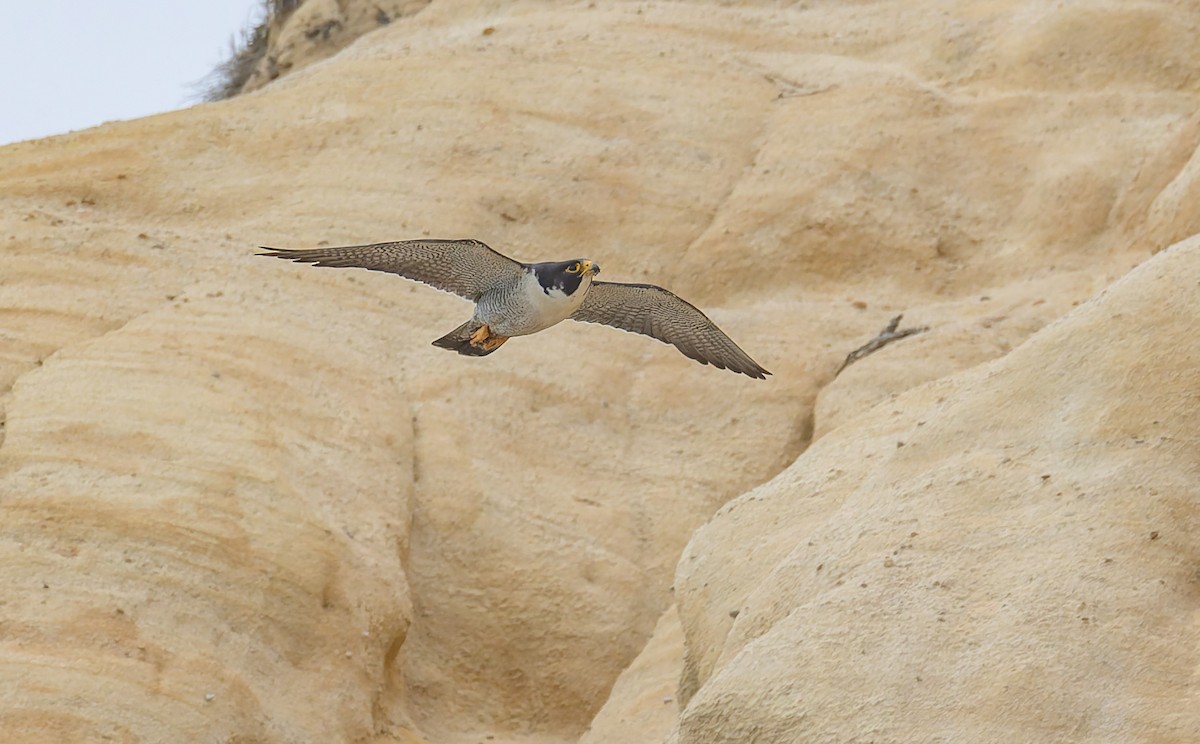 Peregrine Falcon - ML646880846