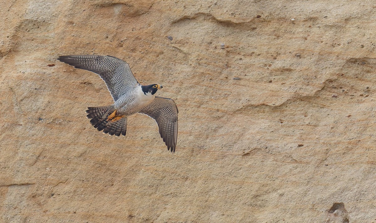 Peregrine Falcon - ML646880847
