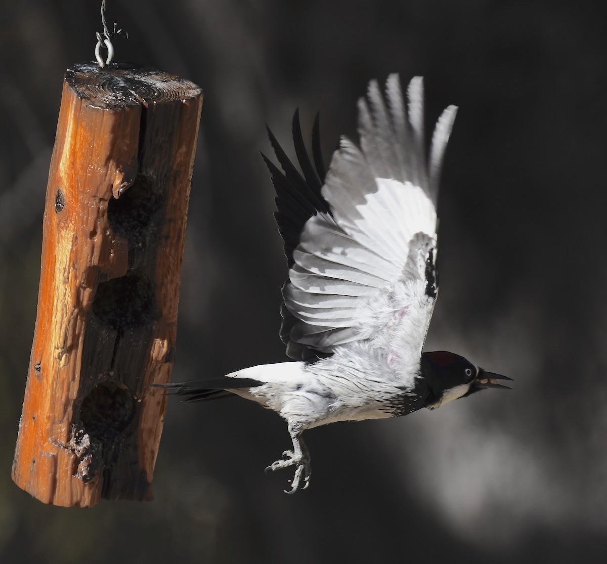 Acorn Woodpecker - ML646880848