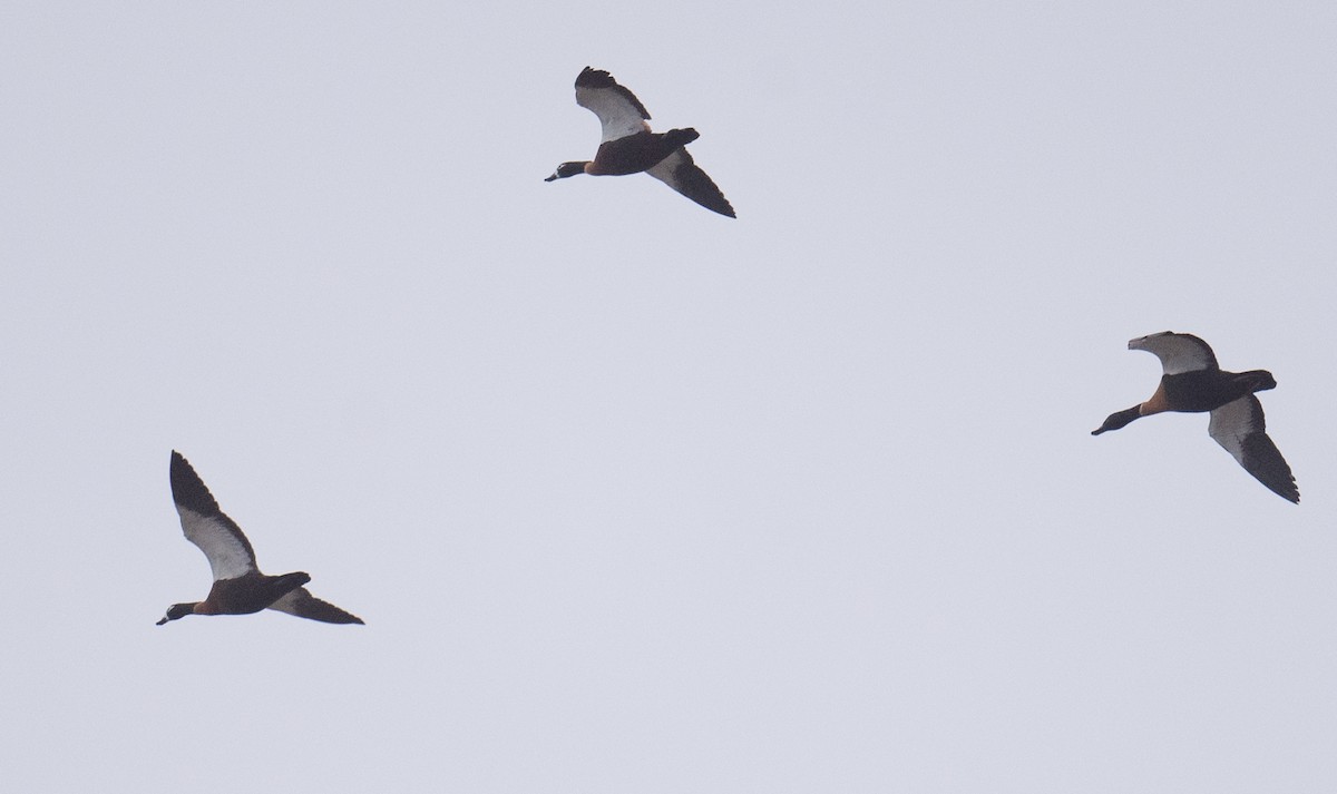 クビワアカツクシガモ - ML646880850