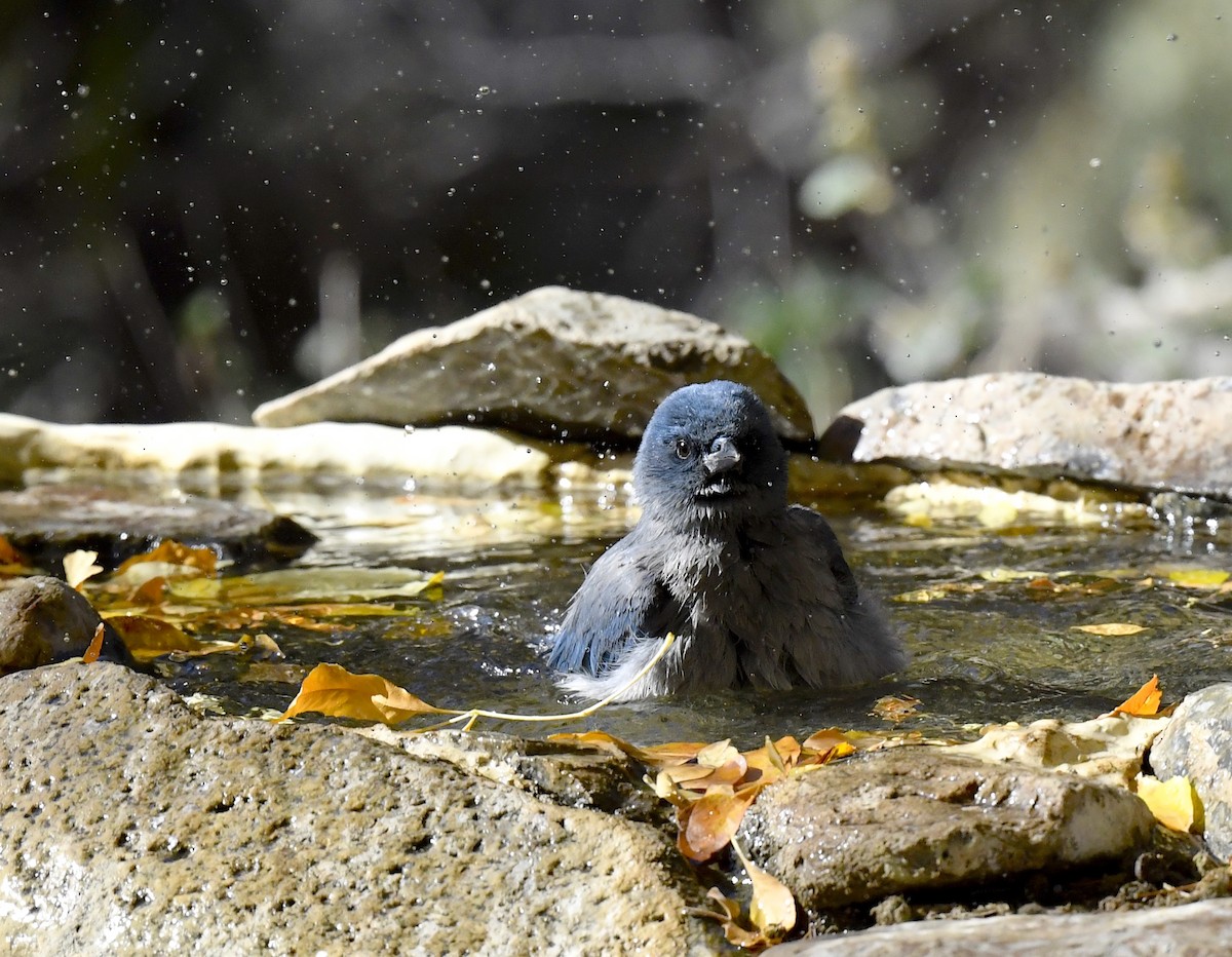 Mexican Jay (Arizona) - ML646880853