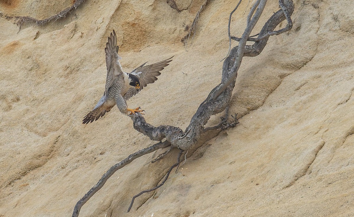 Peregrine Falcon - ML646880856