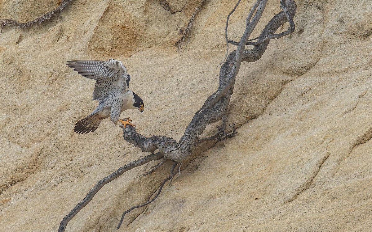 Peregrine Falcon - ML646880857