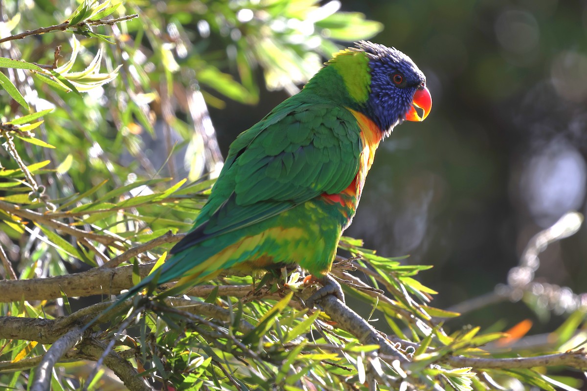 Радужный лорикет - ML646880858