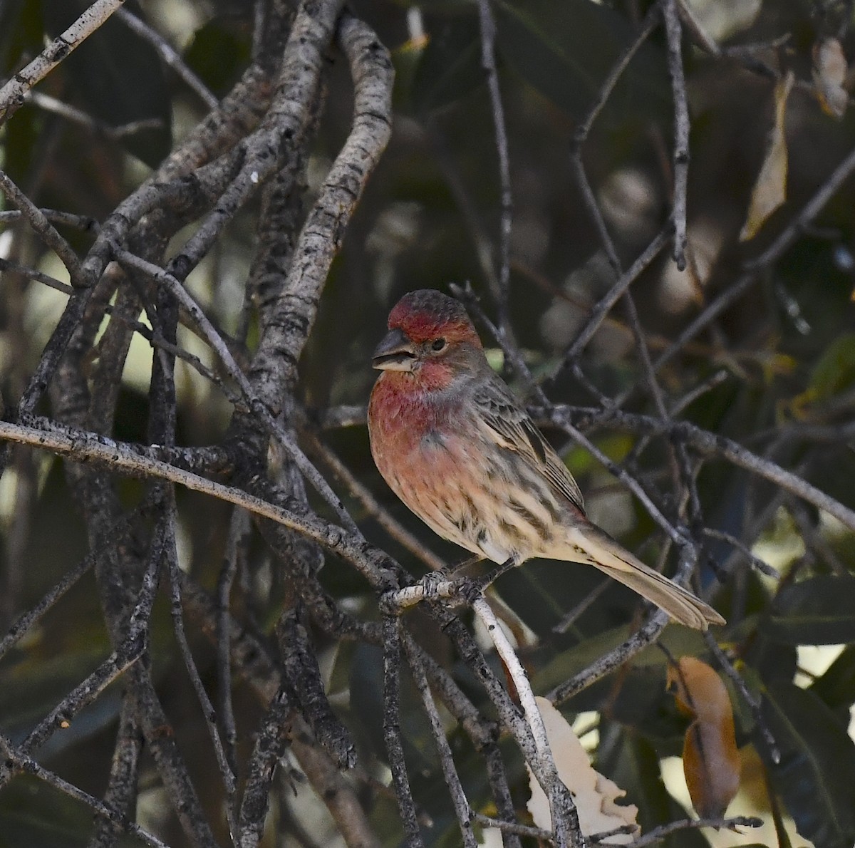 Burugorri arrunta - ML646880861