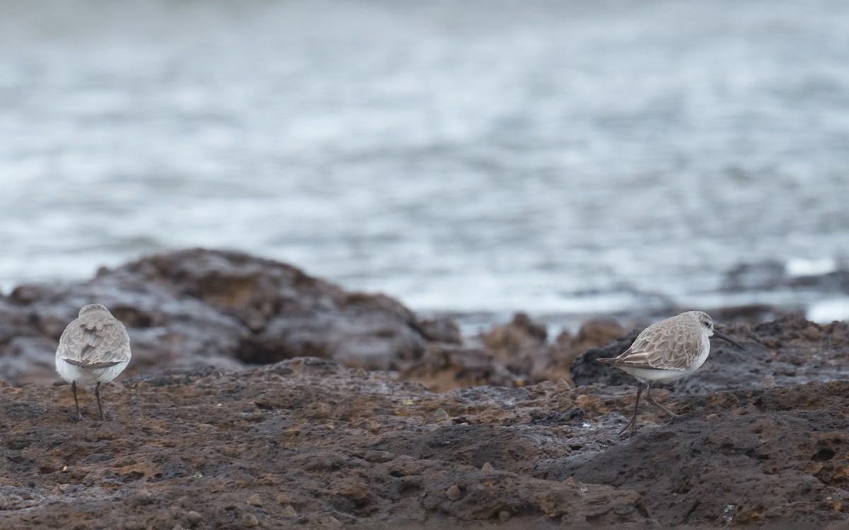 Побережник червоногрудий - ML646880863