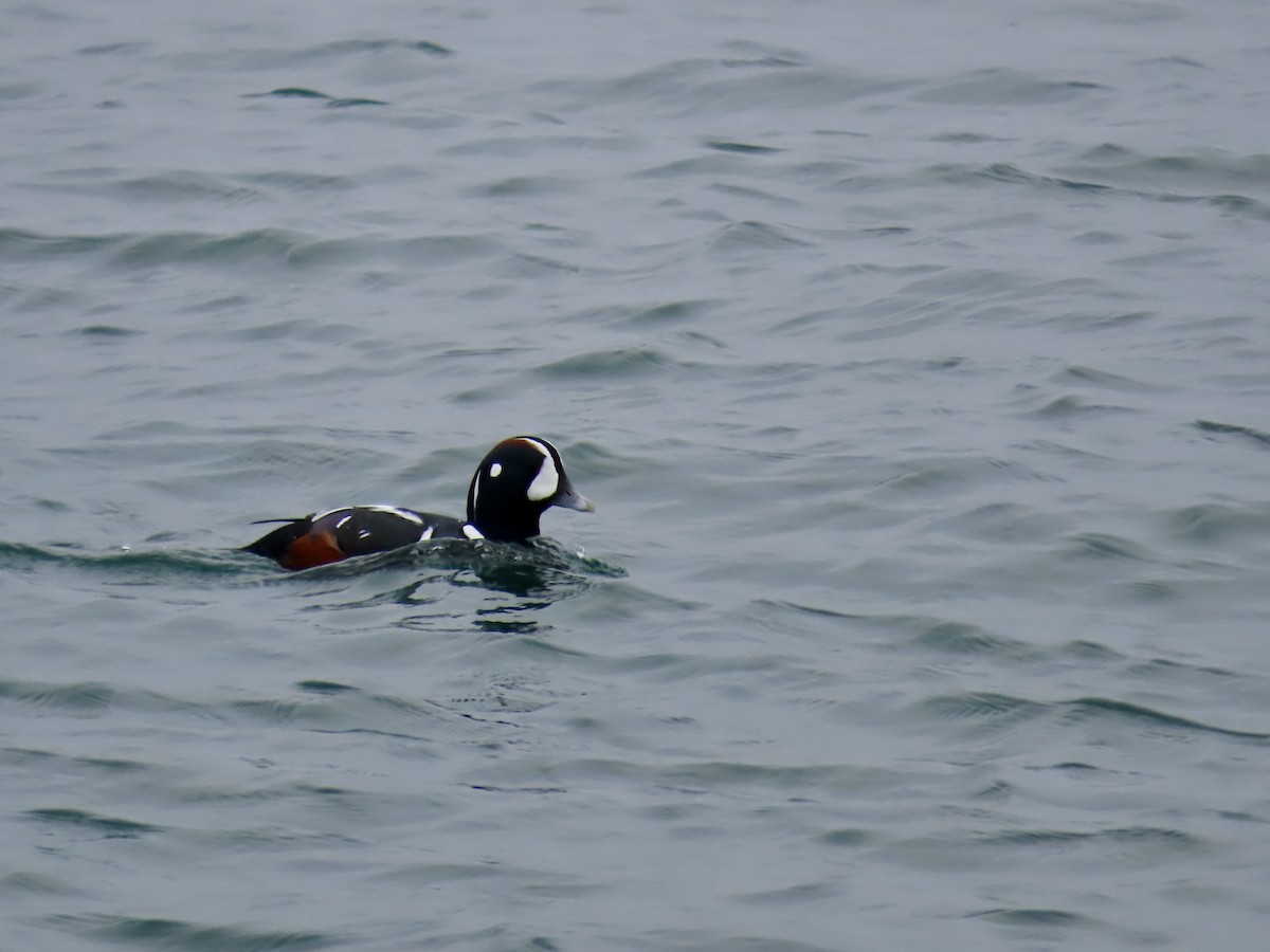 Palyaço Ördeği - ML646880865