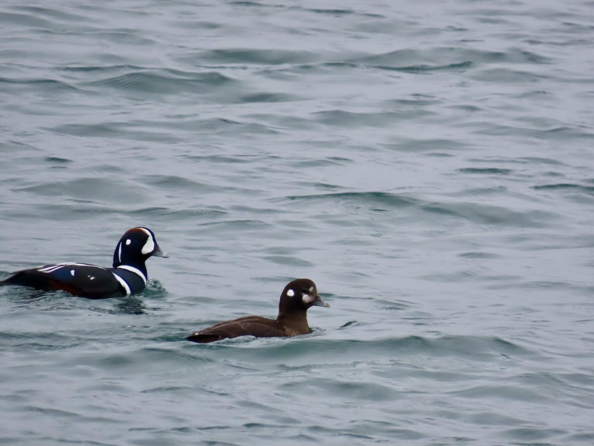 Palyaço Ördeği - ML646880866