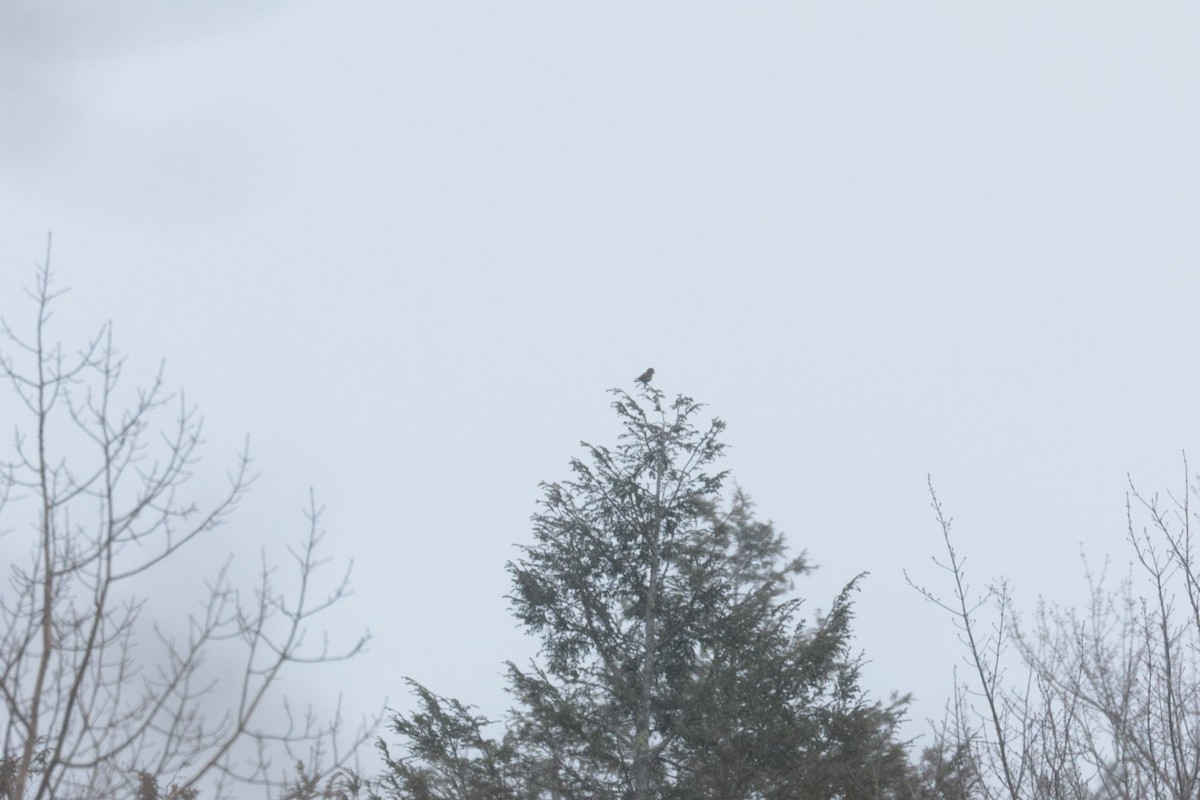 Bec-croisé des sapins - ML646880868