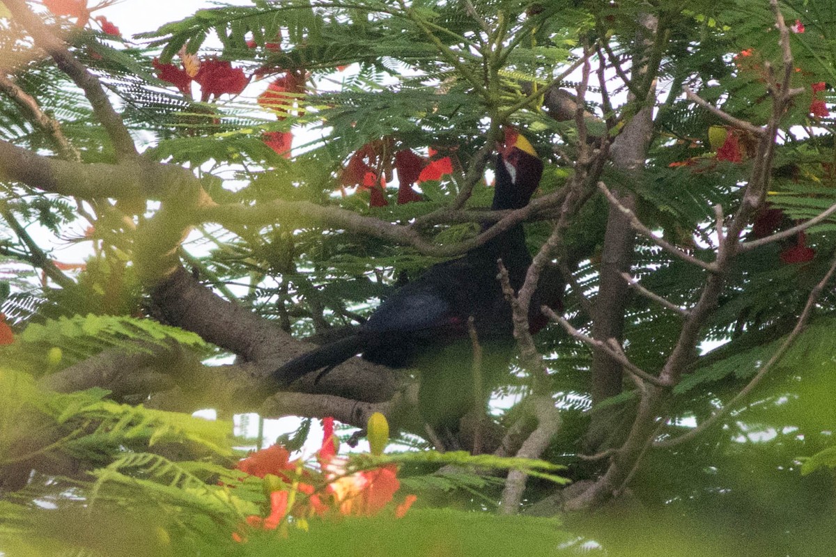 Violet Turaco - ML646880869