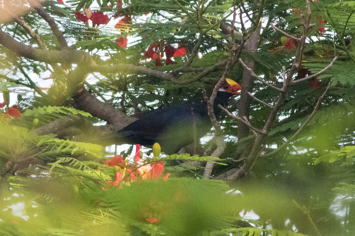 Violet Turaco - ML646880870