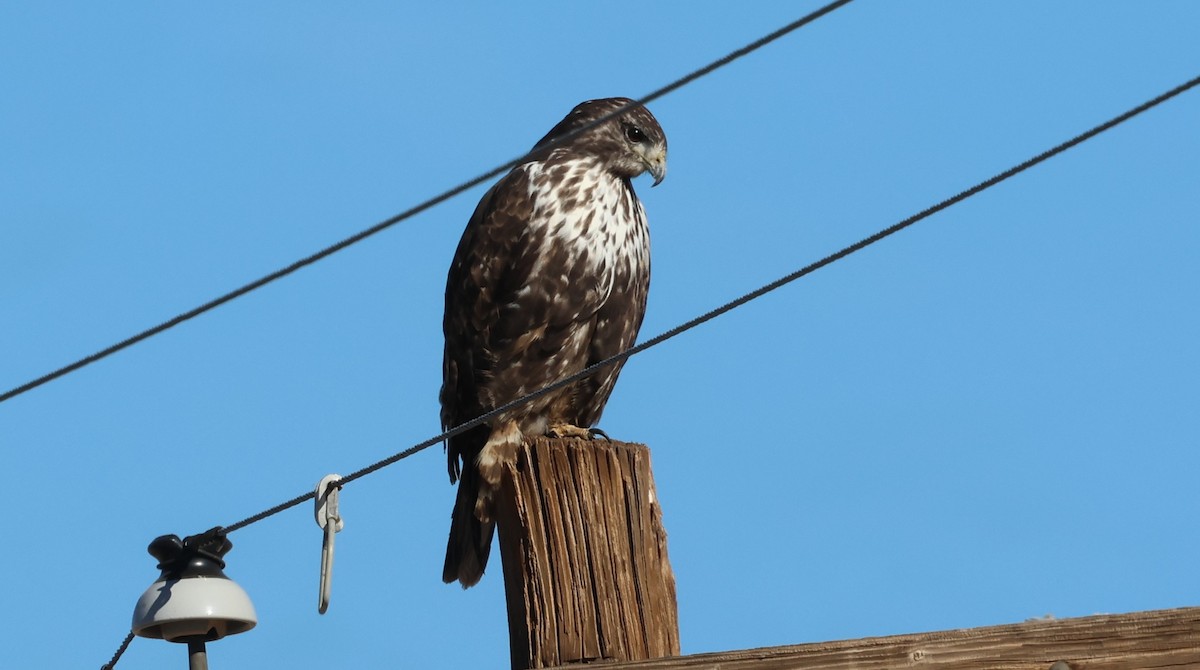 Red-tailed Hawk (Harlan's) - ML646880889