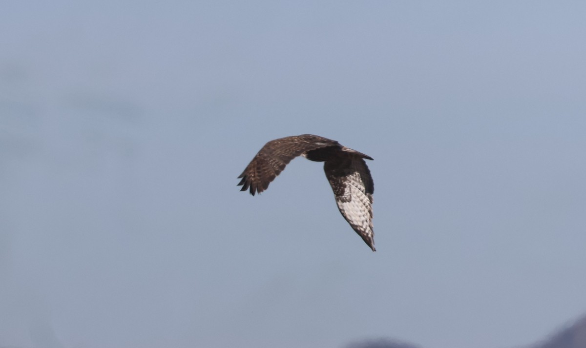Red-tailed Hawk (Harlan's) - ML646880890