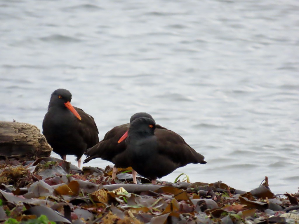 Black Oystercatcher - ML646880893