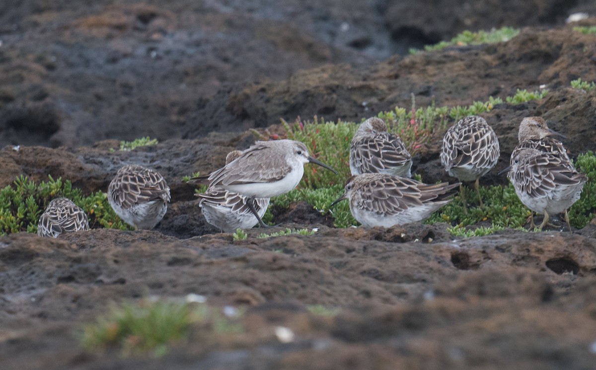 Побережник червоногрудий - ML646880894