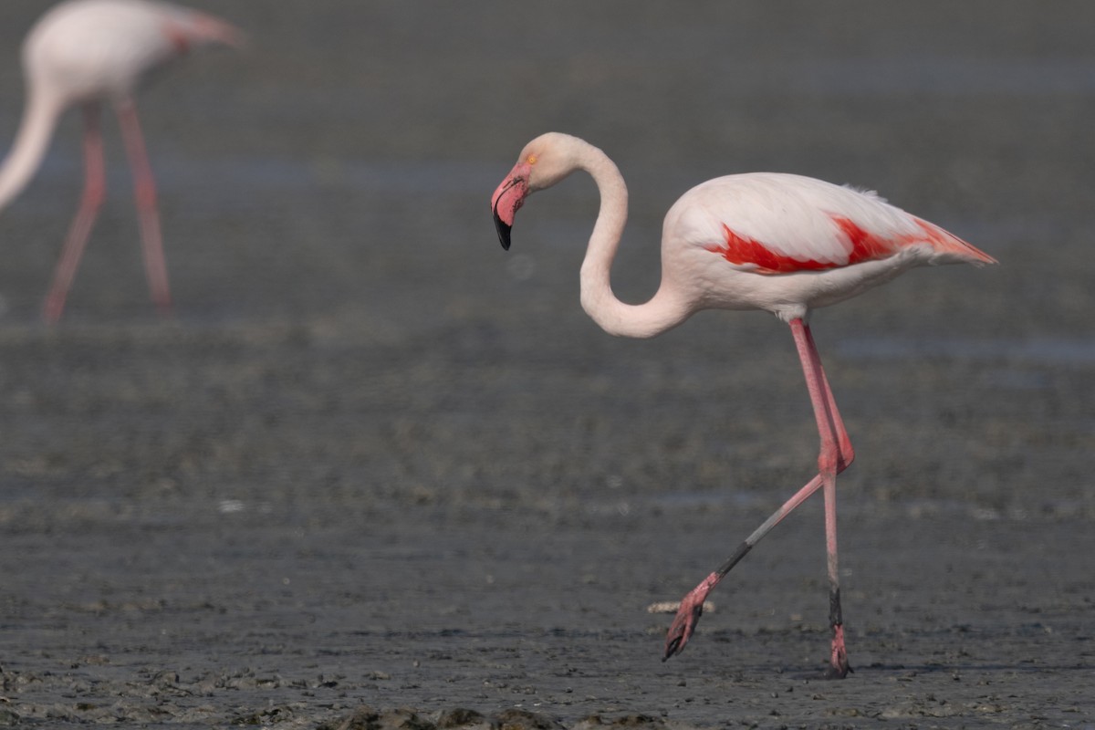 Flamenco Común - ML646880896