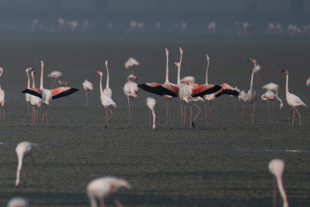 Flamenco Común - ML646880897