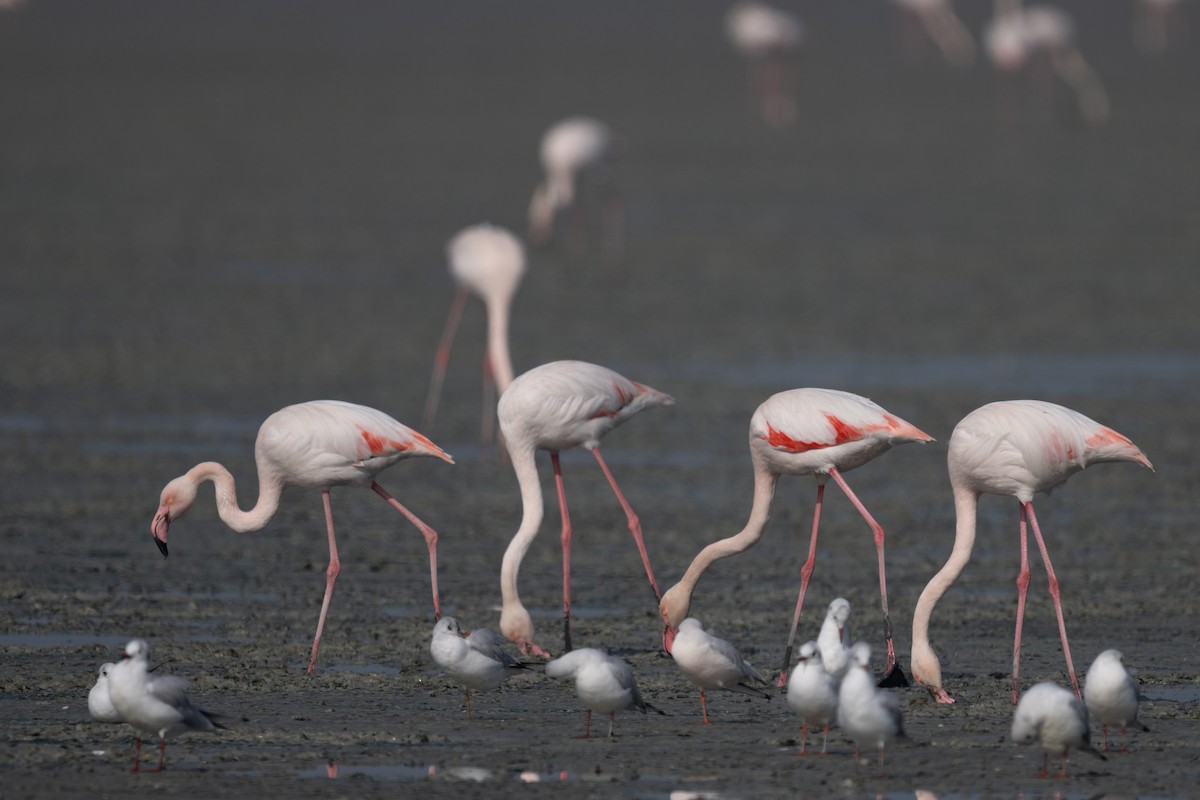 Flamenco Común - ML646880898