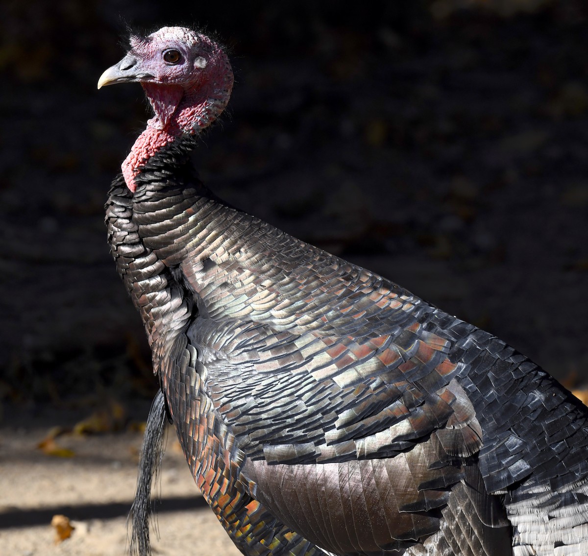 Guajolote Gallipavo - ML646880899