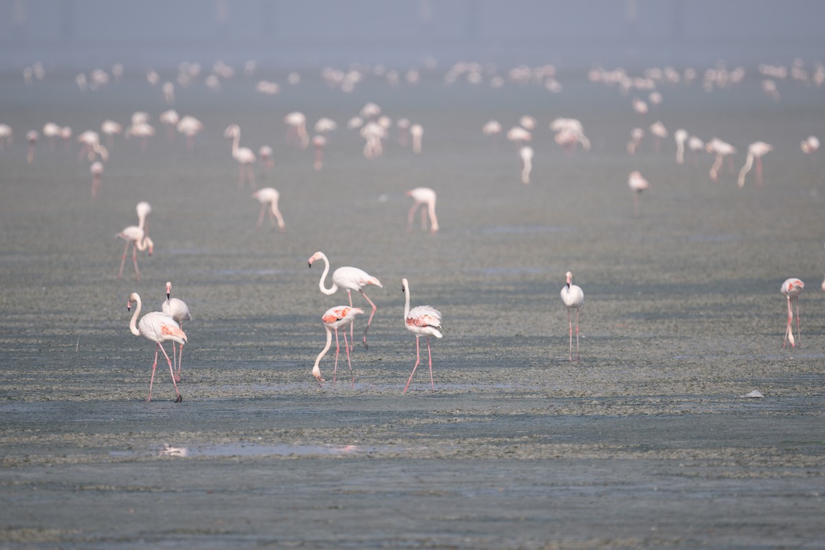 Flamenco Común - ML646880900