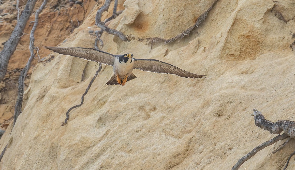 Peregrine Falcon - ML646880903