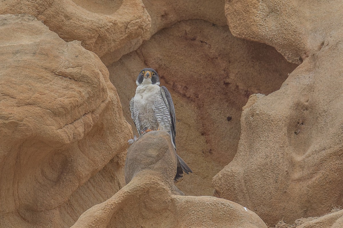 Peregrine Falcon - ML646880904