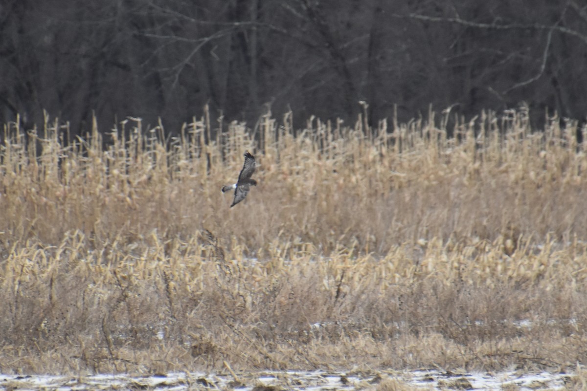Northern Harrier - ML646880905