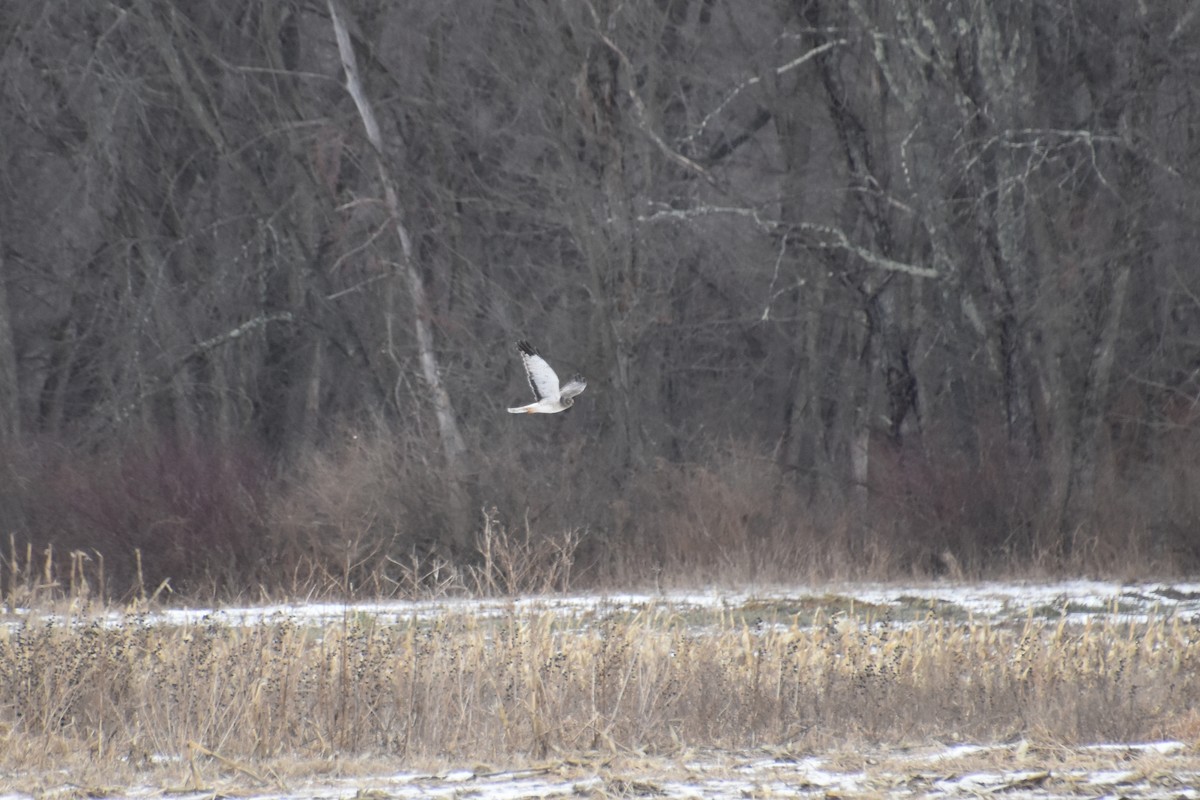 Northern Harrier - ML646880906