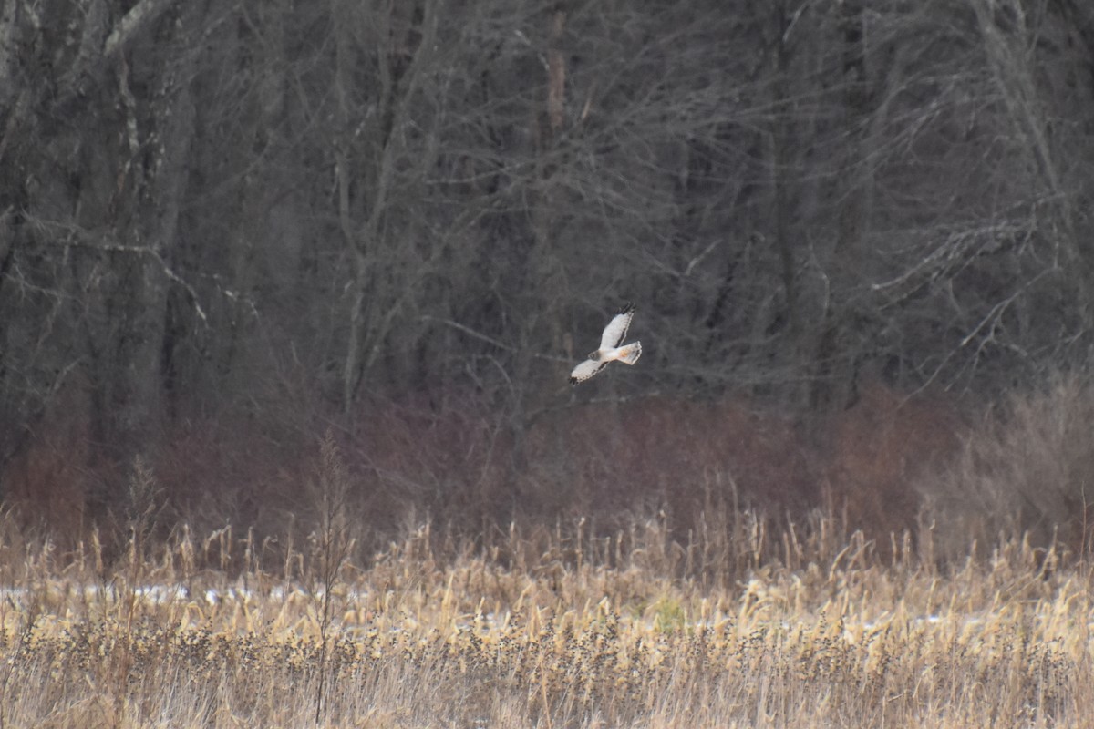 Northern Harrier - ML646880907