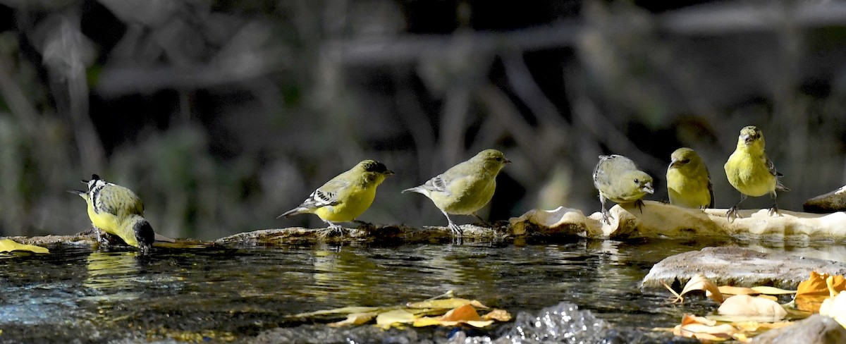 Lesser Goldfinch - ML646880908