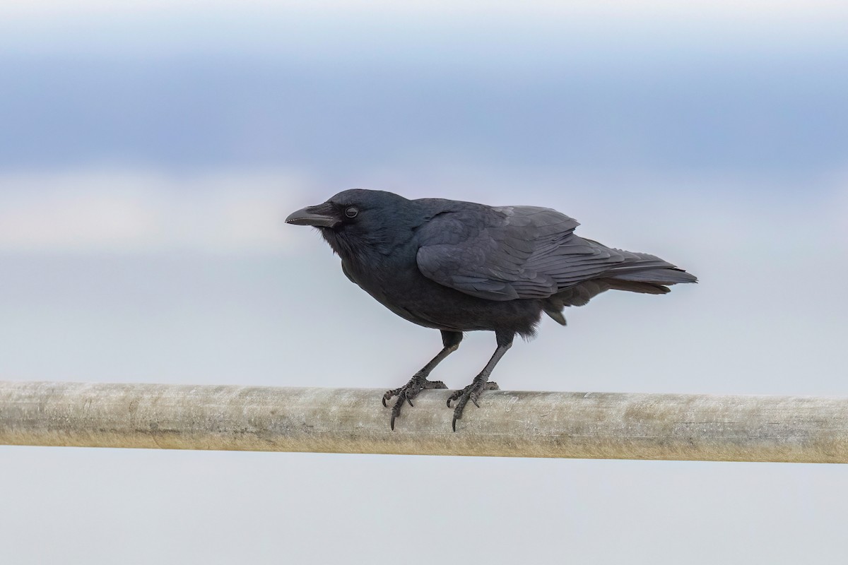 ウオガラス - ML646880910